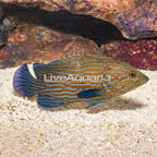 Blue Line Grouper  (click for more detail)