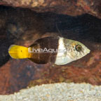 Banner Wrasse  (click for more detail)