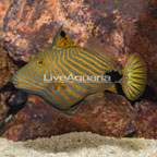Undulated Triggerfish (click for more detail)