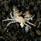 Pom Pom Crab  (click for more detail)