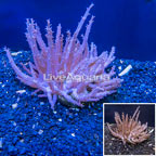 Tree Coral Indonesia (click for more detail)
