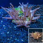 Tree Coral Indonesia (click for more detail)