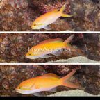 Dispar Anthias, Trio (click for more detail)