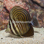 Sailfin Tang, Desjardini (click for more detail)