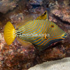 Undulated Triggerfish (click for more detail)