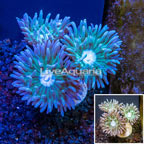 LiveAquaria® Cultured Duncan Coral  (click for more detail)