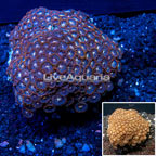  Zoanthus Coral Vietnam (click for more detail)