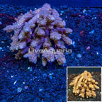 Acropora Coral Australia (click for more detail)