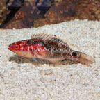 Exquisite Fairy Wrasse (click for more detail)