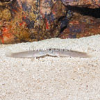 Sleeper Blue Dot Goby, Pair (click for more detail)