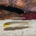 Sleeper Gold Head Goby (click for more detail)