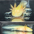Gold Axolotl, GFP  (click for more detail)