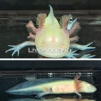 Albino Axolotl, GFP  (click for more detail)