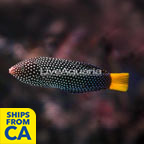 Yellowtail Wrasse EXPERT ONLY (click for more detail)