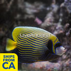 Emperor Angelfish  (click for more detail)
