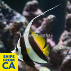 Heniochus Black and White Butterflyfish Bannerfish (click for more detail)