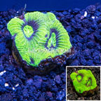 LiveAquaria® Cultured Coral  (click for more detail)