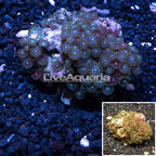  Zoanthus Coral Australia (click for more detail)