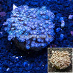  Goniopora Coral Indonesia (click for more detail)