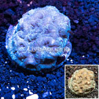  Goniastrea Coral Indonesia (click for more detail)