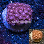LiveAquaria® Cultured Goniopora Coral (click for more detail)