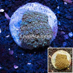  Goniopora Coral Indonesia (click for more detail)