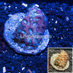 Goniastrea Brain Coral Indonesia (click for more detail)
