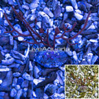 Pink Muricella Sea Fan Indonesia (click for more detail)