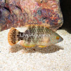 Tripletail Wrasse, Initial Phase (click for more detail)
