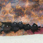 Domino Damselfish, 6 Lot (click for more detail)