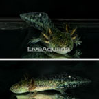 Wild Melanoid Axolotl, GFP - CF (click for more detail)