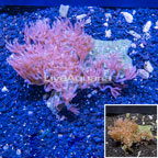 Waving Hand Coral Vietnam (click for more detail)