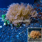 Waving Hand Coral Vietnam (click for more detail)