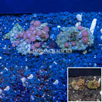 Two Pack Zoanthus Coral Vietnam (click for more detail)