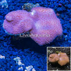 Toadstool Leather Mushroom Coral Vietnam (click for more detail)
