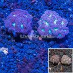 LiveAquaria® Two Pack Cultured Blastomussa Coral (click for more detail)
