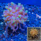 LiveAquaria® Cultured Hammer Coral (click for more detail)
