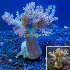 LiveAquaria® Cultured XL Pineapple Tree Coral (click for more detail)