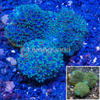 LiveAquaria® Three Pack Cultured Sympodium Coral (click for more detail)
