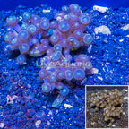 LiveAquaria® Three Pack Cultured Zoanthus Coral (click for more detail)