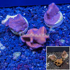 LiveAquaria® Three Pack Cultured Blue Ridge Coral (click for more detail)