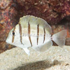Convict Tang (click for more detail)