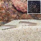 Bluespotted Watchman Goby Pair With Banded Coral Shrimp (click for more detail)