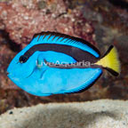 Blue Tang (click for more detail)
