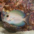 Orange Stripe Bristletooth Tang [Blemish] (click for more detail)