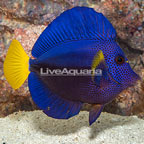 Purple Tang [Blemish] (click for more detail)