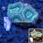 LiveAquaria® Cultured Goniastrea Brain Coral  (click for more detail)