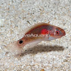 Exquisite Fairy Wrasse  (click for more detail)