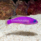 Orchid Dottyback (click for more detail)