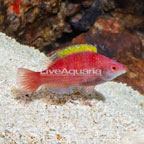 Yellow Fin Fairy Wrasse (click for more detail)
